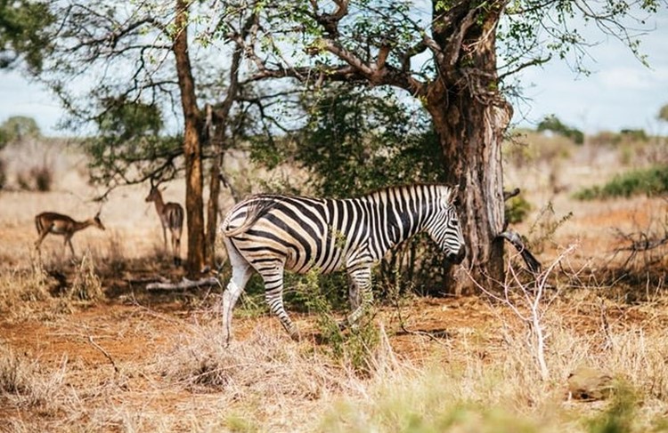 photo of Selous Game Reserve & Mikumi National Park